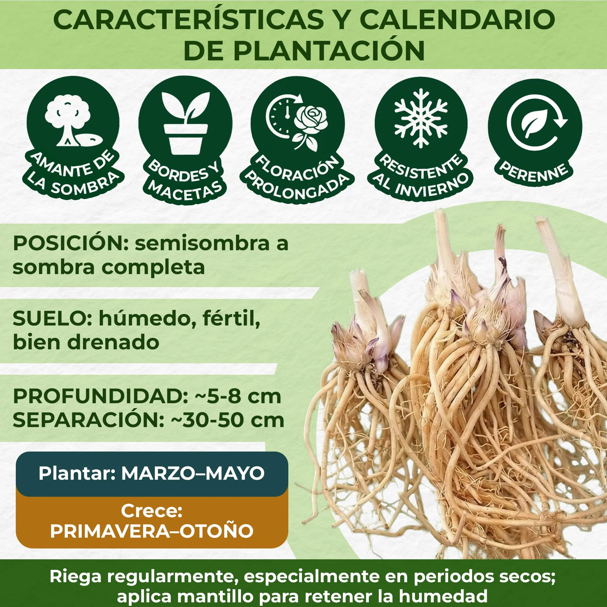 Colección de plantas perennes fragantes de Hosta, mezcla de Hosta de 5 híbridos en 5 variedades, grandes plantas perennes de raíz desnuda Funkia de Holanda,Plantas resistentes para el jardín de sombra