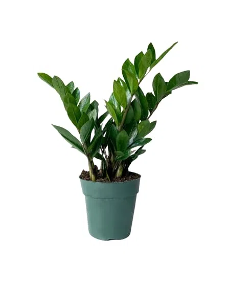 Planta ZZ (Zamioculca) Natural la Compañera Verde Perfecta para tu Hogar u Oficina