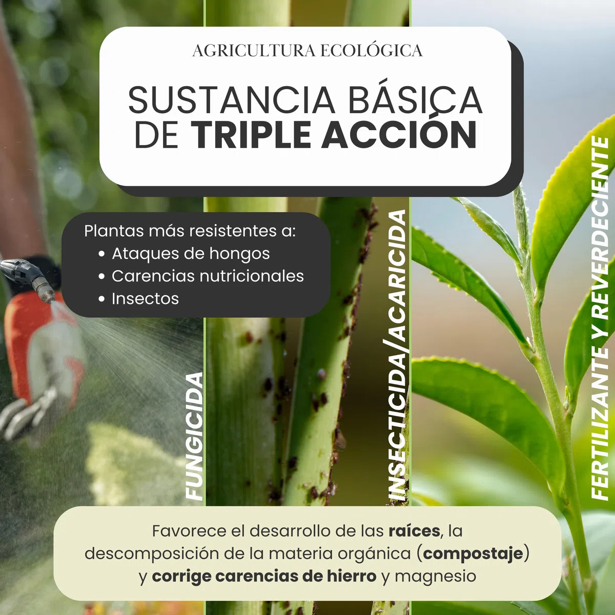Purín de Ortiga Concentrado para Plantas 5L - Acción Fungicida, Insecticida y Acaricida - Dosis 15-30ml/L - Corrector de Carencias Hierro (Clorosis Férrica) - Control de Plagas y Hongos (5L)