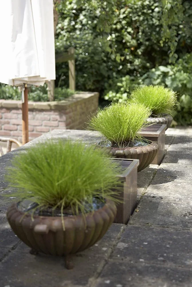 Bloomique - Scirpus cernuus - Junco cabello/grama aguja - Plantas de estanque - Acuáticas - Resistente al frío - Altura 10-20 cm - Maceta 11 cm