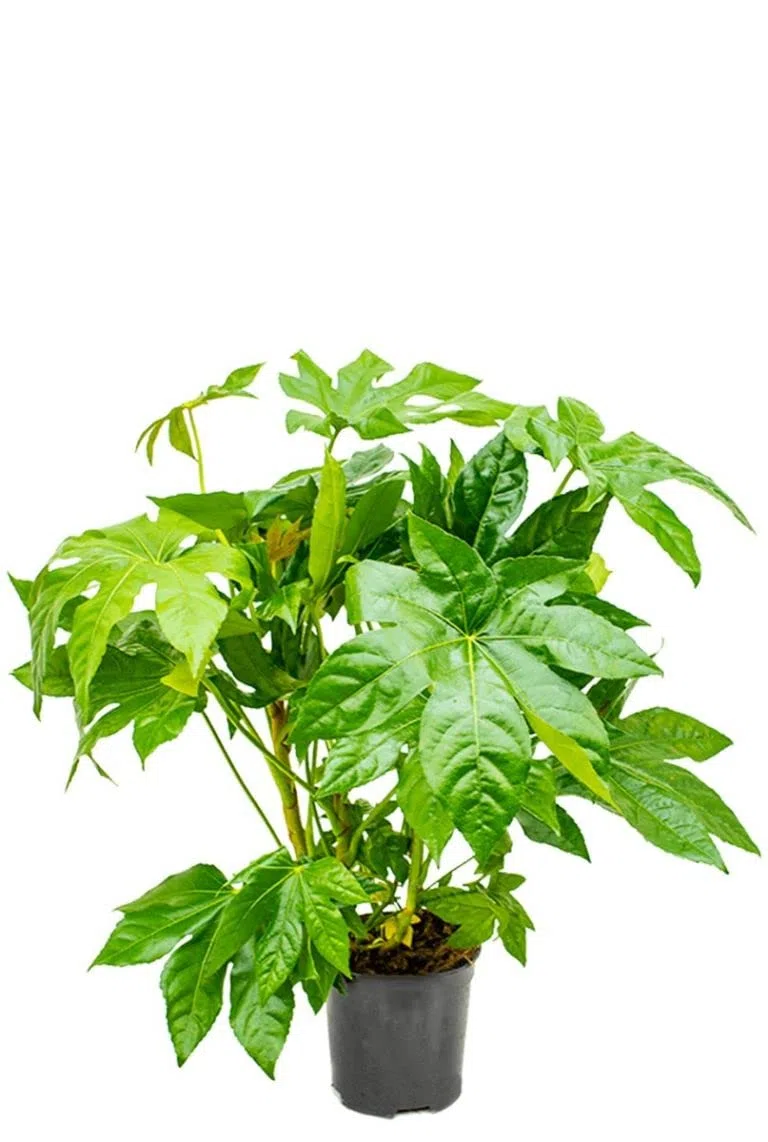 Aralia Japonica Natural -Fatsia- Planta para el Hogar