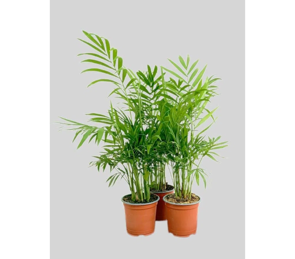 Garden Center Shop | Pack 3 Plantas Chamaedorea Elegans M9 | Palma de Interior Purificadora | Fácil Cuidado y Gran Durabilidad | Ideal Hogar y Oficina