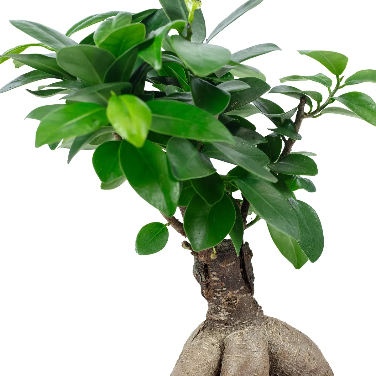 Ficus Ginseng - Higo chino (altura aprox. 25 cm, diámetro de la maceta 12 cm)