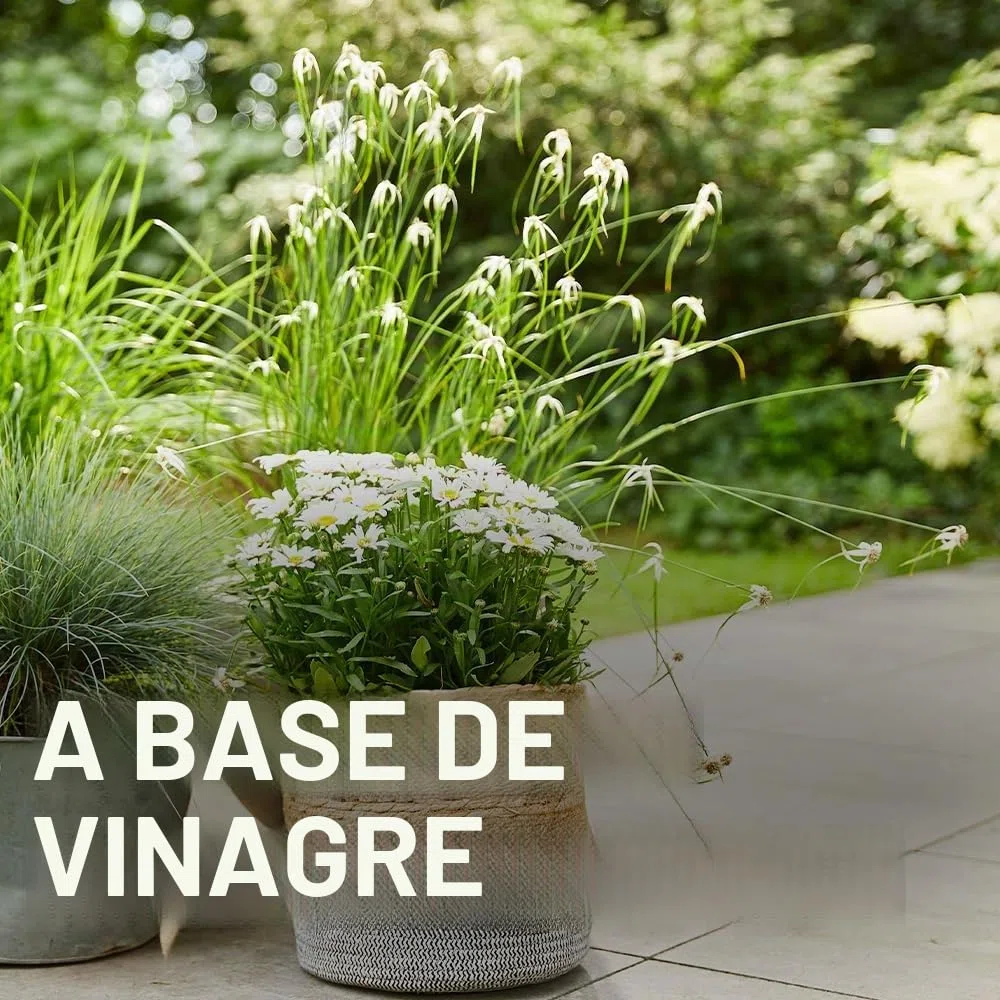 COMPO Vinagre ecológico para eliminar malas hierbas, 100% natural, 3 L para 500 m2, amarillento
