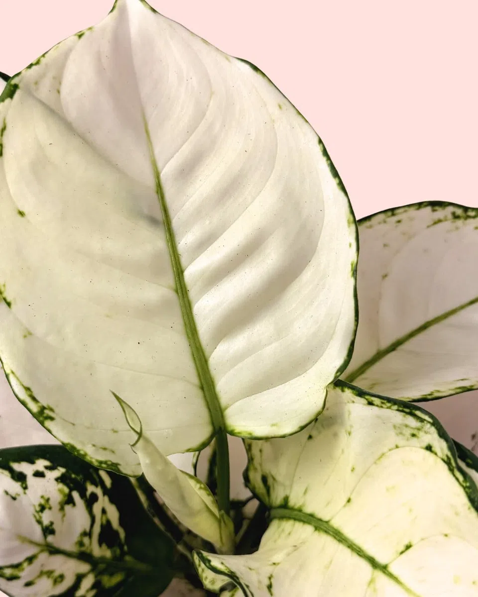 PUR PLANT Aglaonema White Joy | Planta de Interior Natural Decorativa | Hojas Blancas y Verdes | Maceta de Ø 12 cm