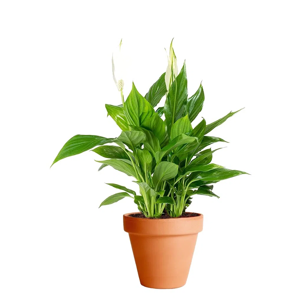 Spathiphyllum con Maceta de Cerámica DECOALIVE Lirio de la Paz o Espatifilo Planta de Interior Natural