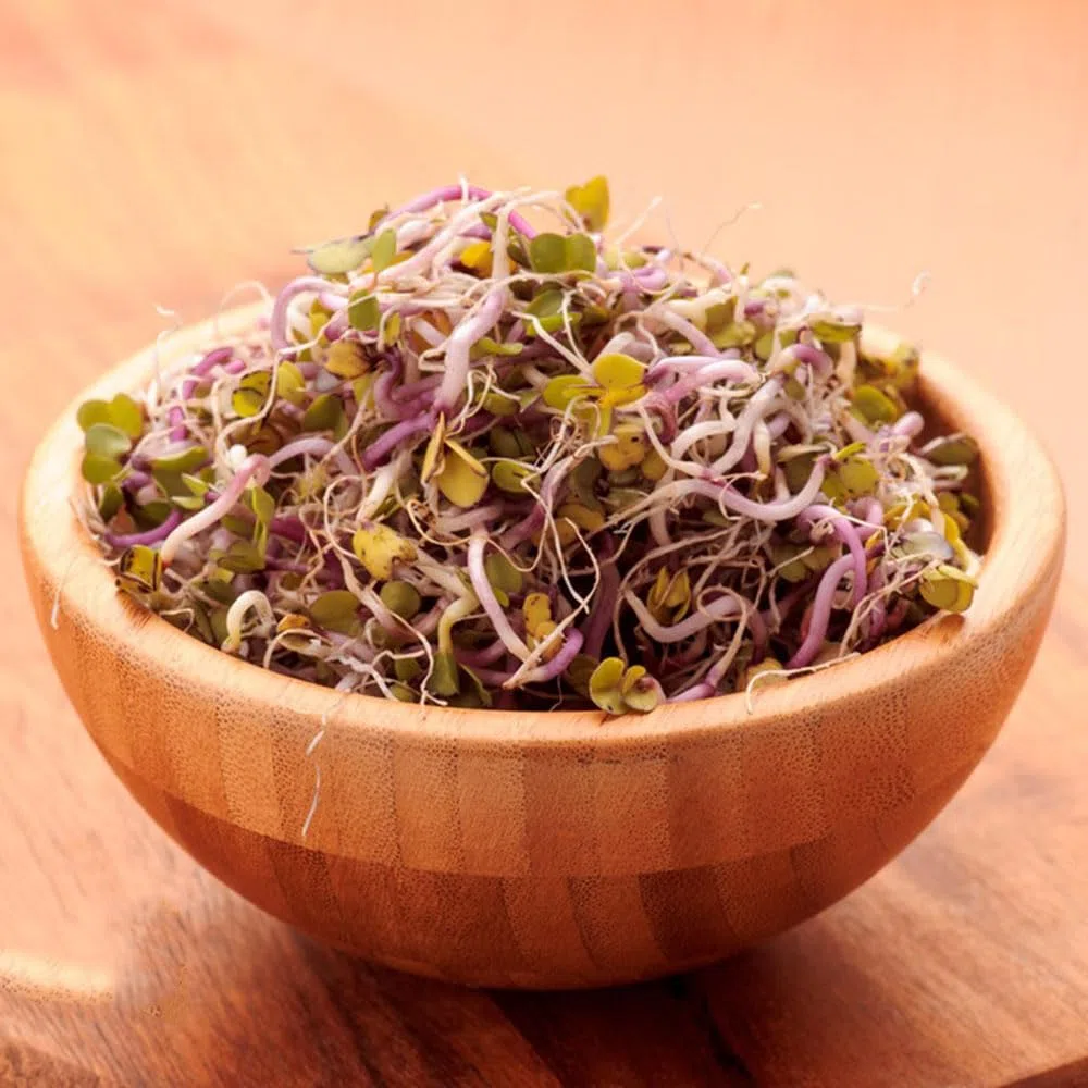 500 piezas semillas de brotes de rábano - plantas vegetales plantas jóvenes resistentes plantas en maceta brotes de semillas de rábano, semillas de brotes de germen,