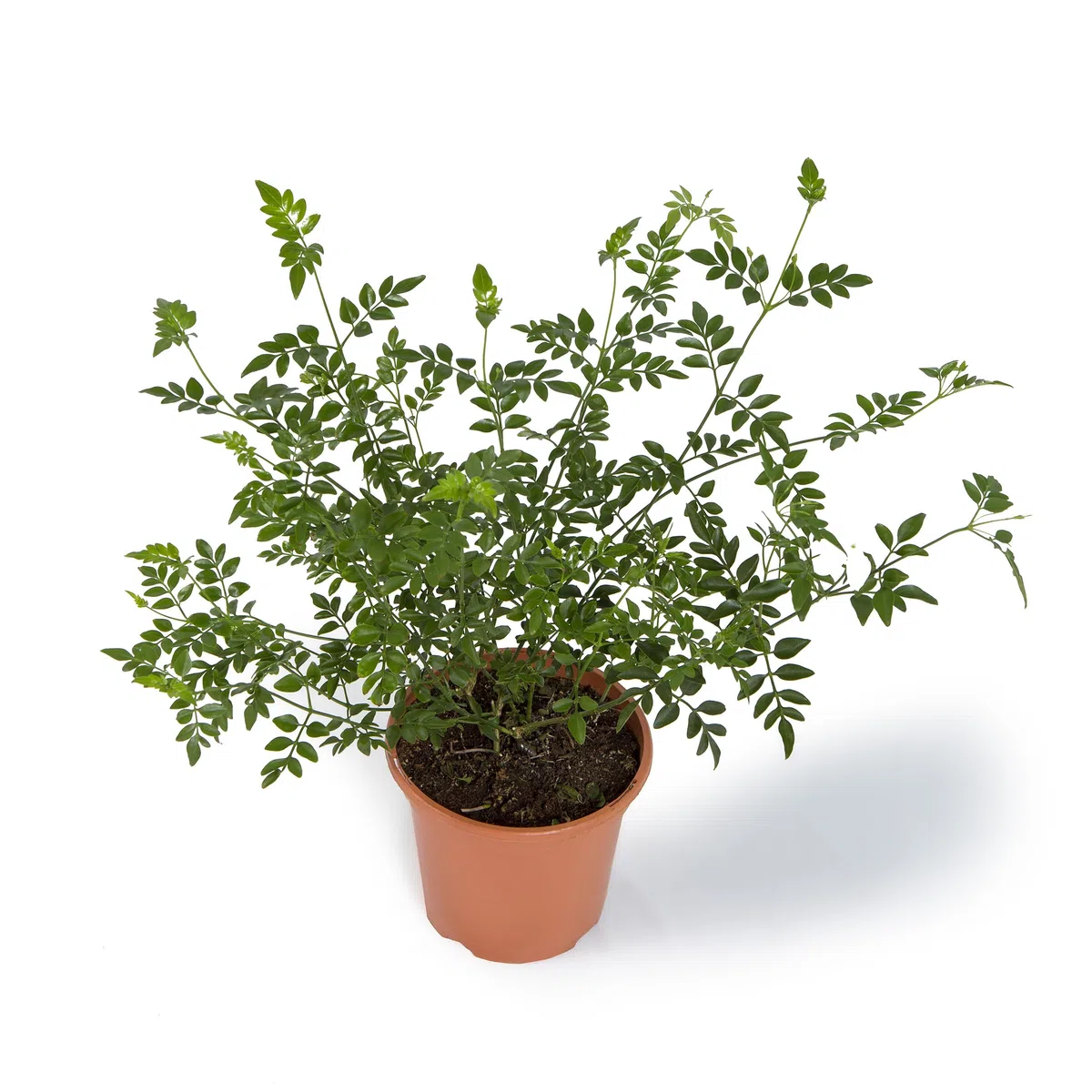 Cool Green - Planta natural interior - Jazmín