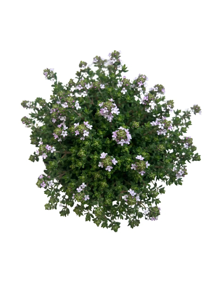 Tomillo Limón + Tomillo Vulgar Plantas Naturales de Exterior - Macetas de 13 cm - Pack de Plantas Aromáticas Naturales Tomillo Limonero