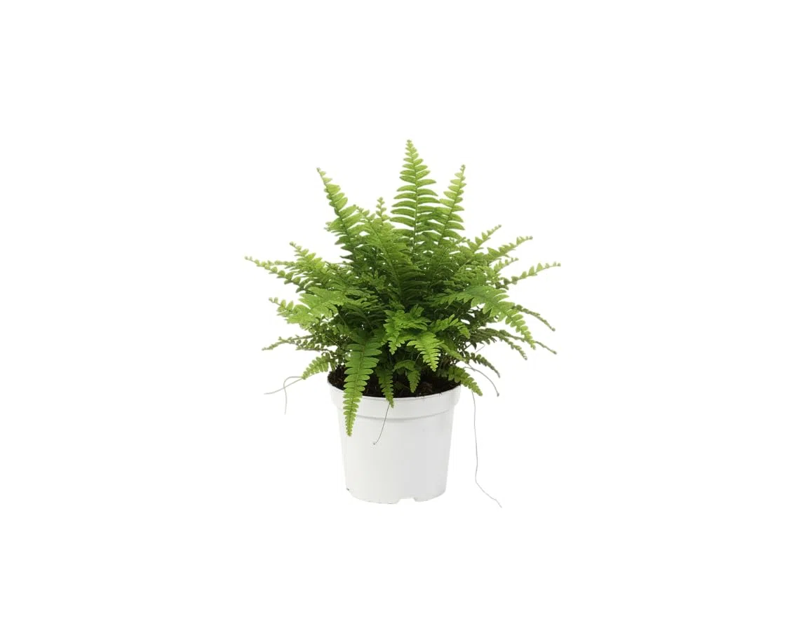 Planta Natural DECOALIVE Helecho Perfecto para Crear Ambientes Frescos y Acogedores