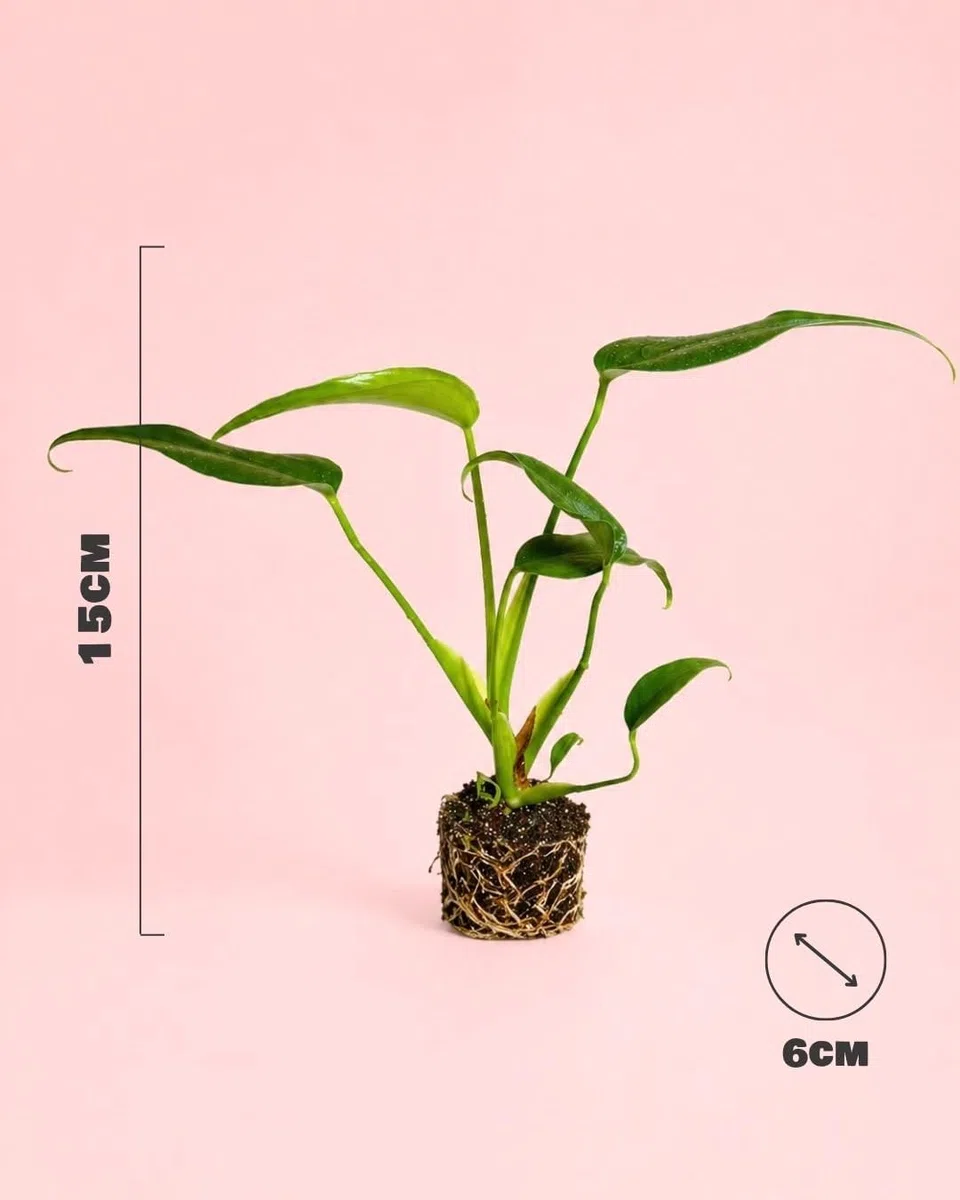 PUR PLANT Monstera Burle Marx Mini | Planta Natural De Interior Premium y Tropical | Compacta, Resistente y Decorativa | Maceta De Ø6 cm