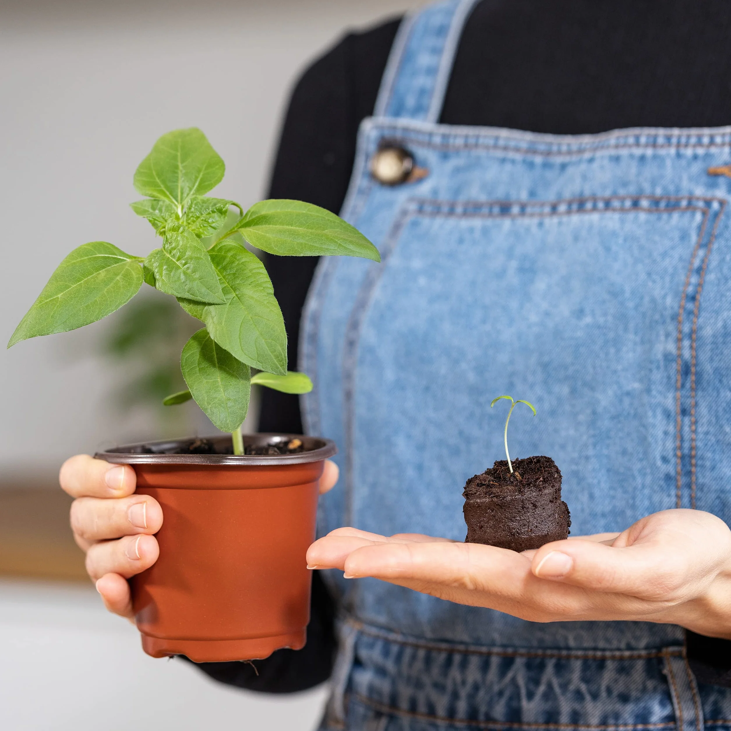 OwnGrown Gránulos de Abono para Semillas de Fibra de Coco, 125 Unidades - Tapones de Coco Fibra de 3,4 cm para un Fuerte de Raíces - Ideales para Germinación de Semillas y Plantación en Interiores