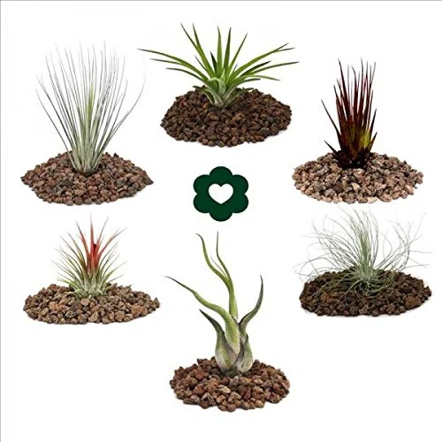Juego de 6 tillandsias diferentes