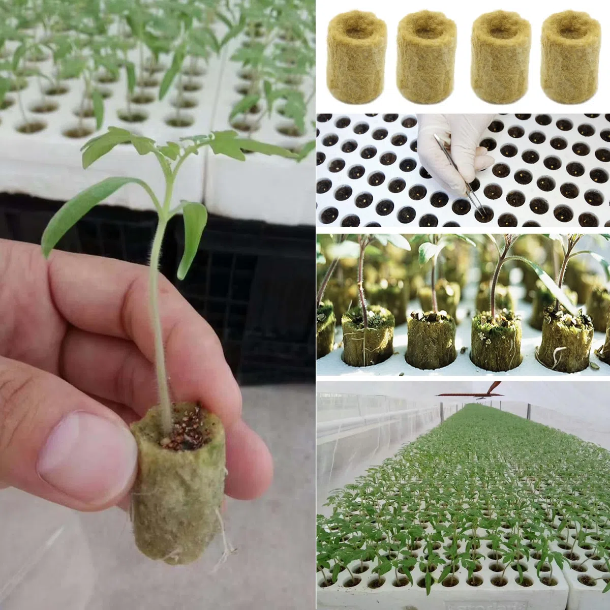 Tapones de Plantas de Lana de Roca 50 Piezas Lana de Roca de Cultivo Hidropónico Tapones de Arranque de Lana de Roca Tapones de Plantas de Lana de Roca Hidropónicos Cubos de Lana de Roca