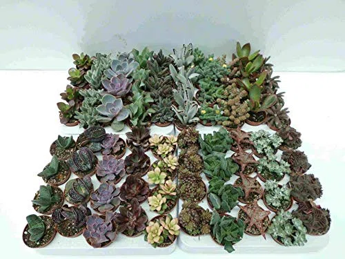 15 CACTUS SUCULENTAS SIN PINCHAS NATURALES DIFERENTES EN MACETA DE 5CM