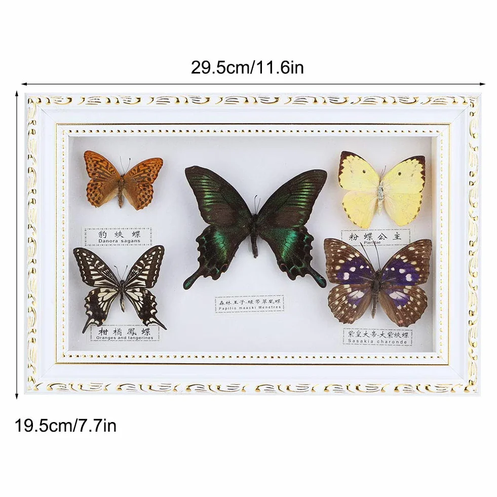 Shanrya Espécimen, Adorno para el hogar 7.7 * 11.6 * 1.6 in Muestras de Mariposas Reales 5 Piezas de Mariposas Muestra de Mariposas exquisitas, para Amigos, Familiares, colegas, Amantes(Caja Blanca)