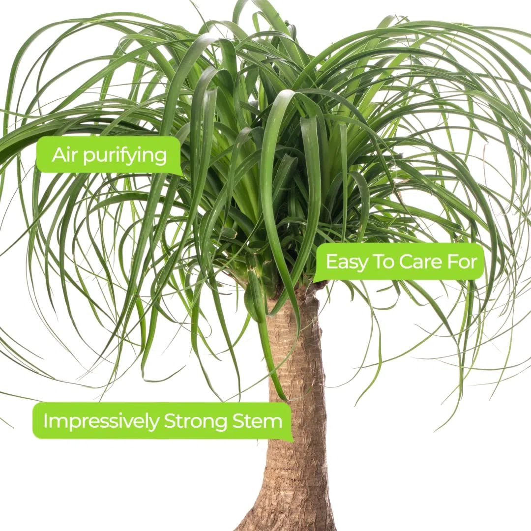 ardener's Dream - Pie de elefante para interior - Planta de interior tropical, plantas de interior de hoja perenne, grandes y reales (30-40 cm)