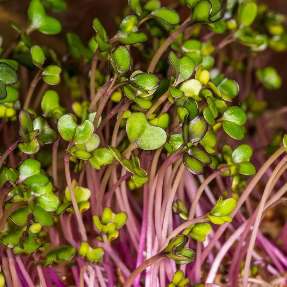 500 piezas semillas de brotes de rábano - plantas vegetales plantas jóvenes resistentes plantas en maceta brotes de semillas de rábano, semillas de brotes de germen,