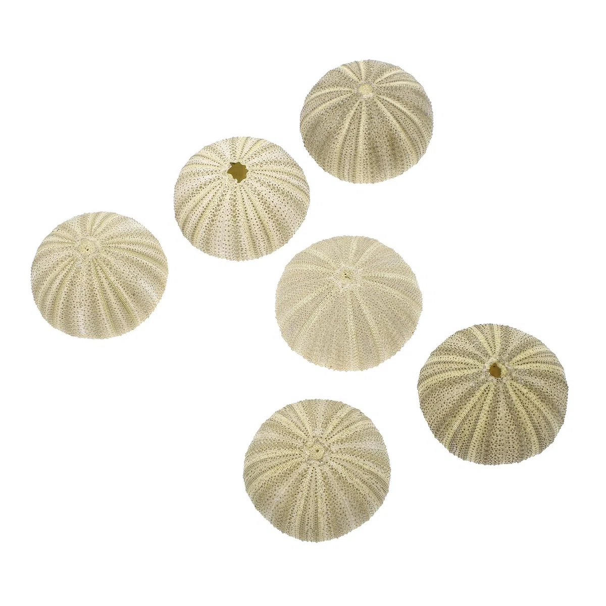 GANAZONO 6 piezas diferentes erizos de mar naturales para plantas aéreas conchas artificiales de erizo de mar como decoración mixta conchas de erizo de mar planta de aire decorativa para la decoración
