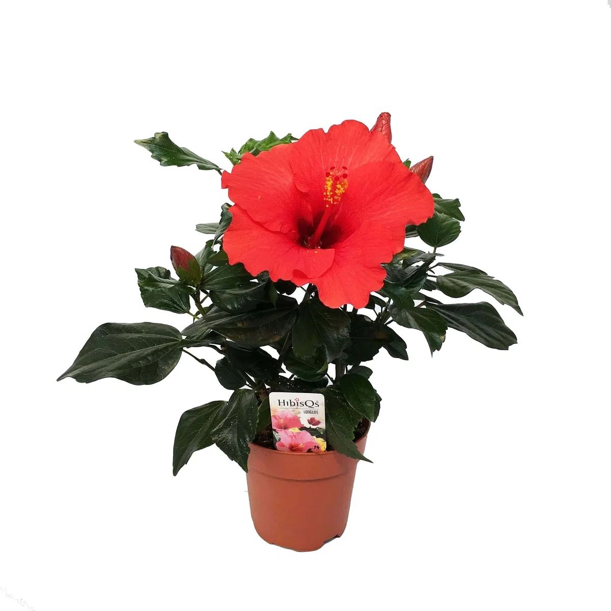 Hibiscus ROJO Natural Árbol Conocido como la Rosa China - Flores Rojas