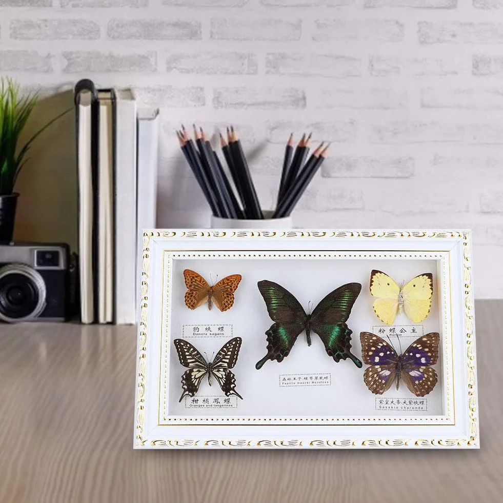 Shanrya Espécimen, Adorno para el hogar 7.7 * 11.6 * 1.6 in Muestras de Mariposas Reales 5 Piezas de Mariposas Muestra de Mariposas exquisitas, para Amigos, Familiares, colegas, Amantes(Caja Blanca)