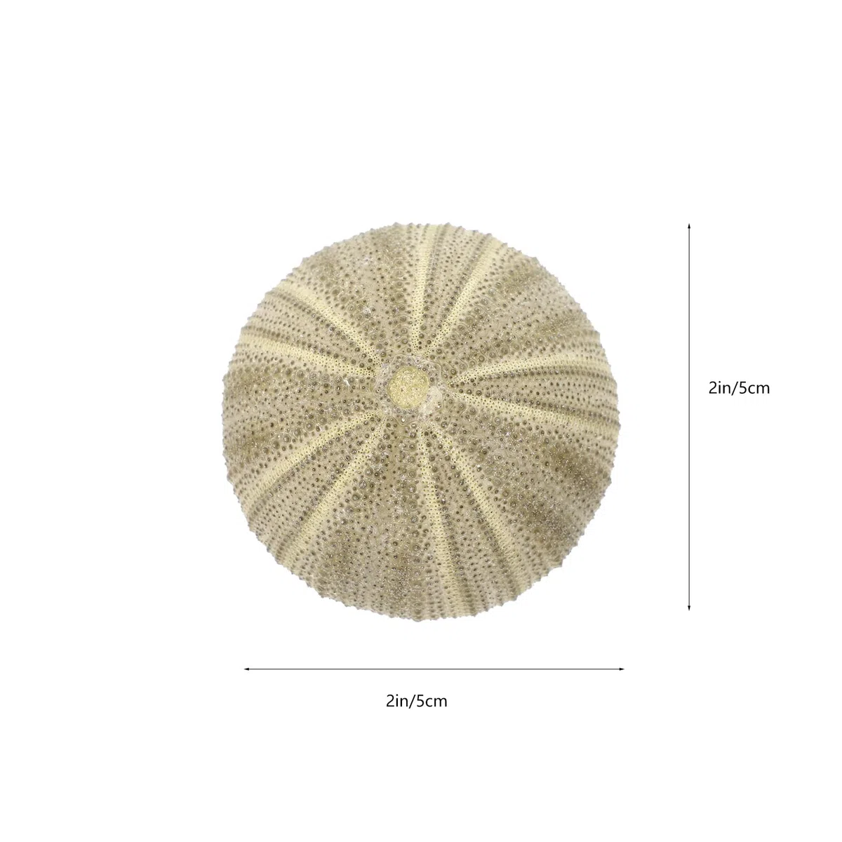 GANAZONO 6 piezas diferentes erizos de mar naturales para plantas aéreas conchas artificiales de erizo de mar como decoración mixta conchas de erizo de mar planta de aire decorativa para la decoración