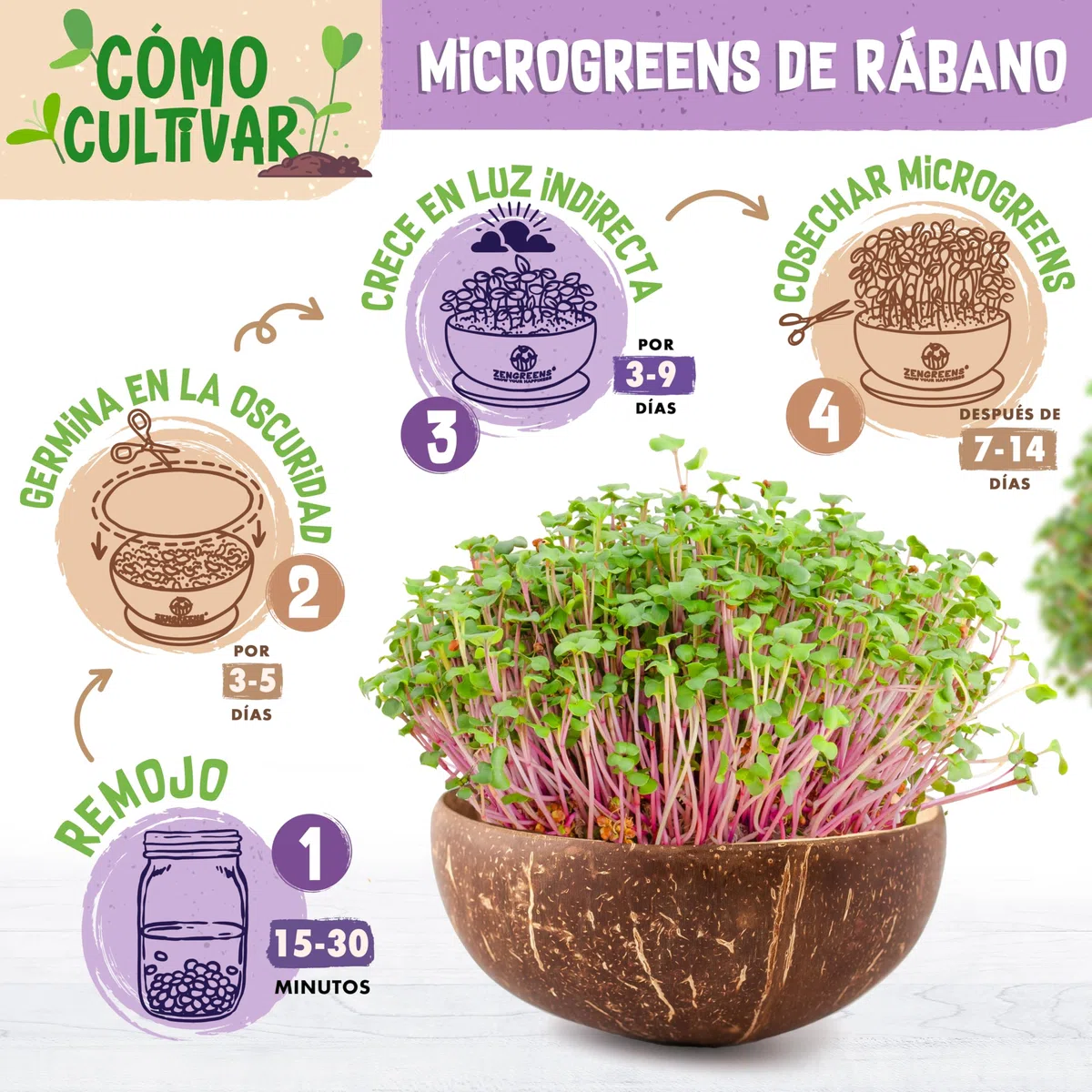 ZenGreens® Set de cultivo de microgreens eco - incl. cáscara de coco y 3 tipos de semillas - kit de germinación - alternativa a la germinador de semillas