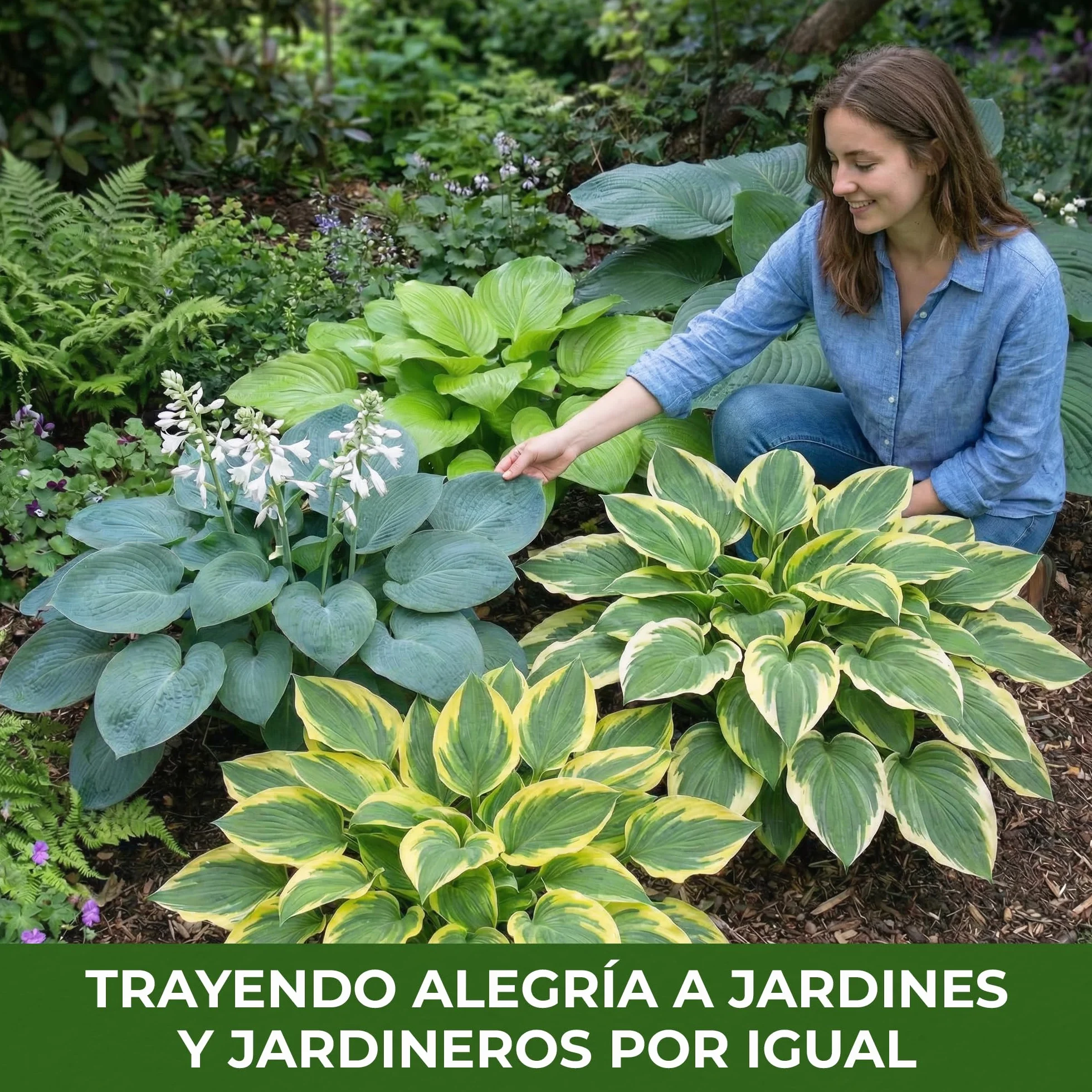 Colección de plantas perennes fragantes de Hosta, mezcla de Hosta de 5 híbridos en 5 variedades, grandes plantas perennes de raíz desnuda Funkia de Holanda,Plantas resistentes para el jardín de sombra