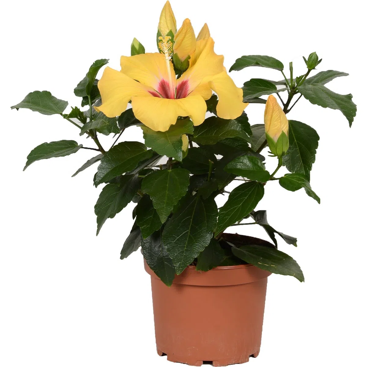 Flor de Jamaica Natural - Hibiscus - Árbol de Exterior con Inflorescencias Amarillas
