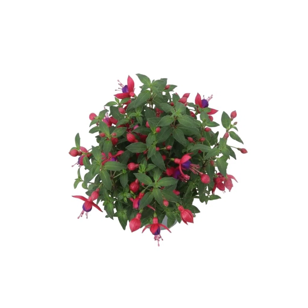 Pendientes de la Reina Natural para Terraza y Jardín con Floración Prolongada – Fuchsia Viva DECOALIVE