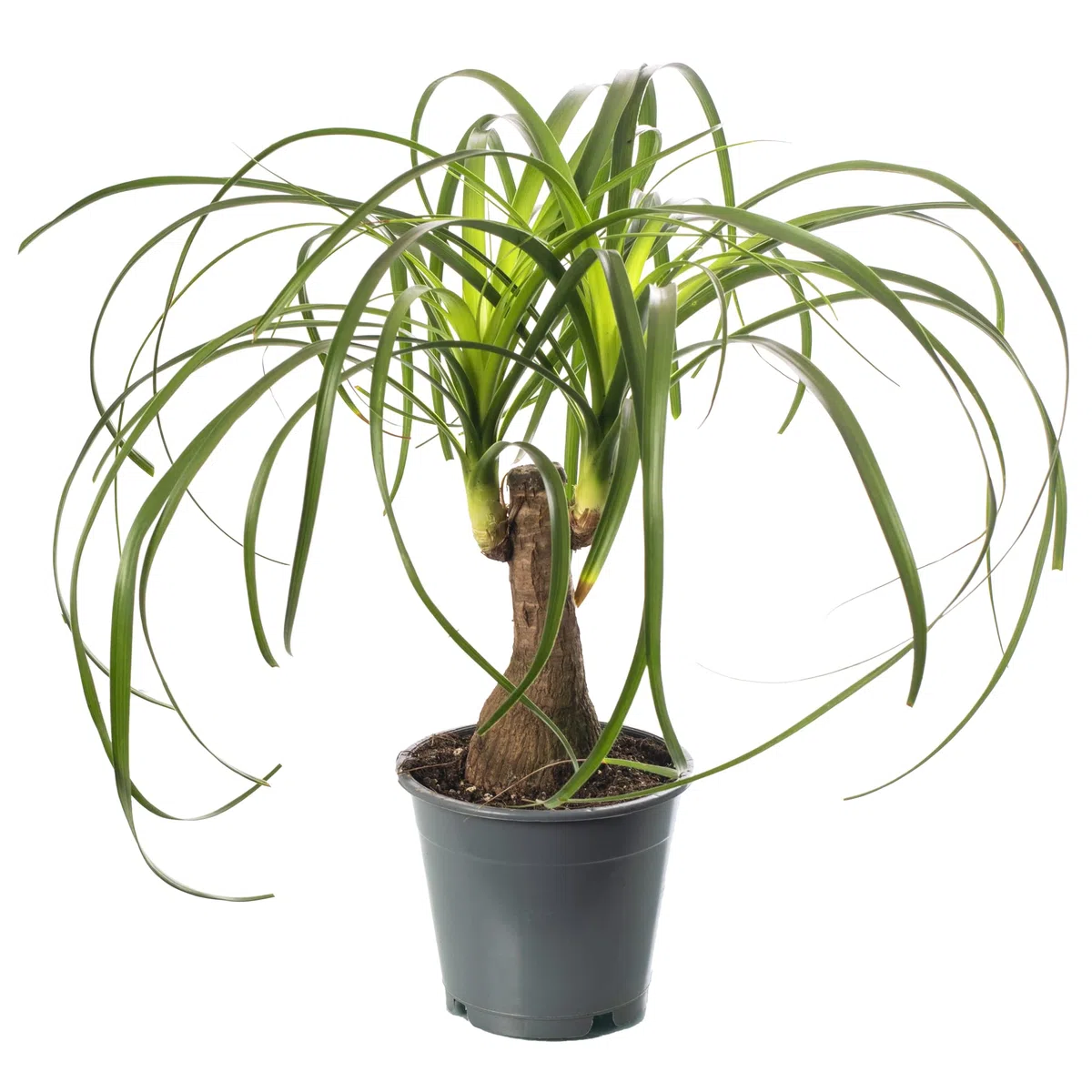 ardener's Dream - Pie de elefante para interior - Planta de interior tropical, plantas de interior de hoja perenne, grandes y reales (30-40 cm)