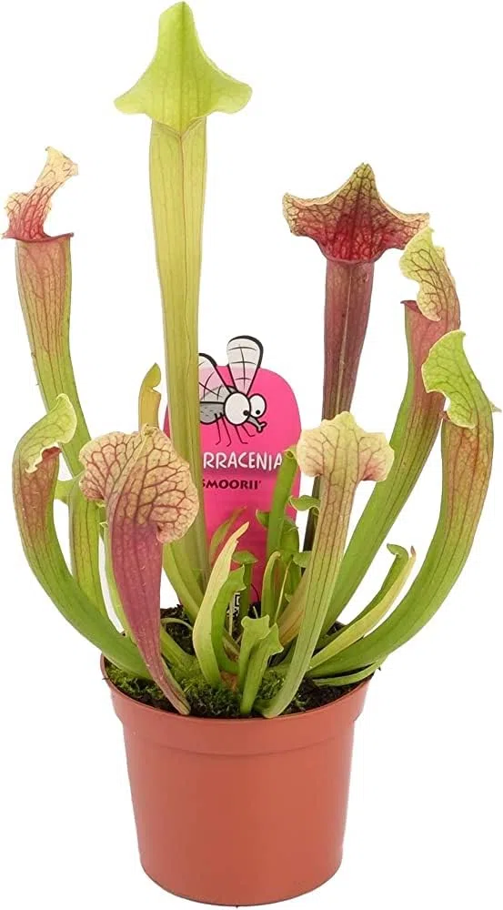 Sarracenia Elegans: Planta Viva Carnívora - La Aliada Perfecta contra Insectos Indeseados