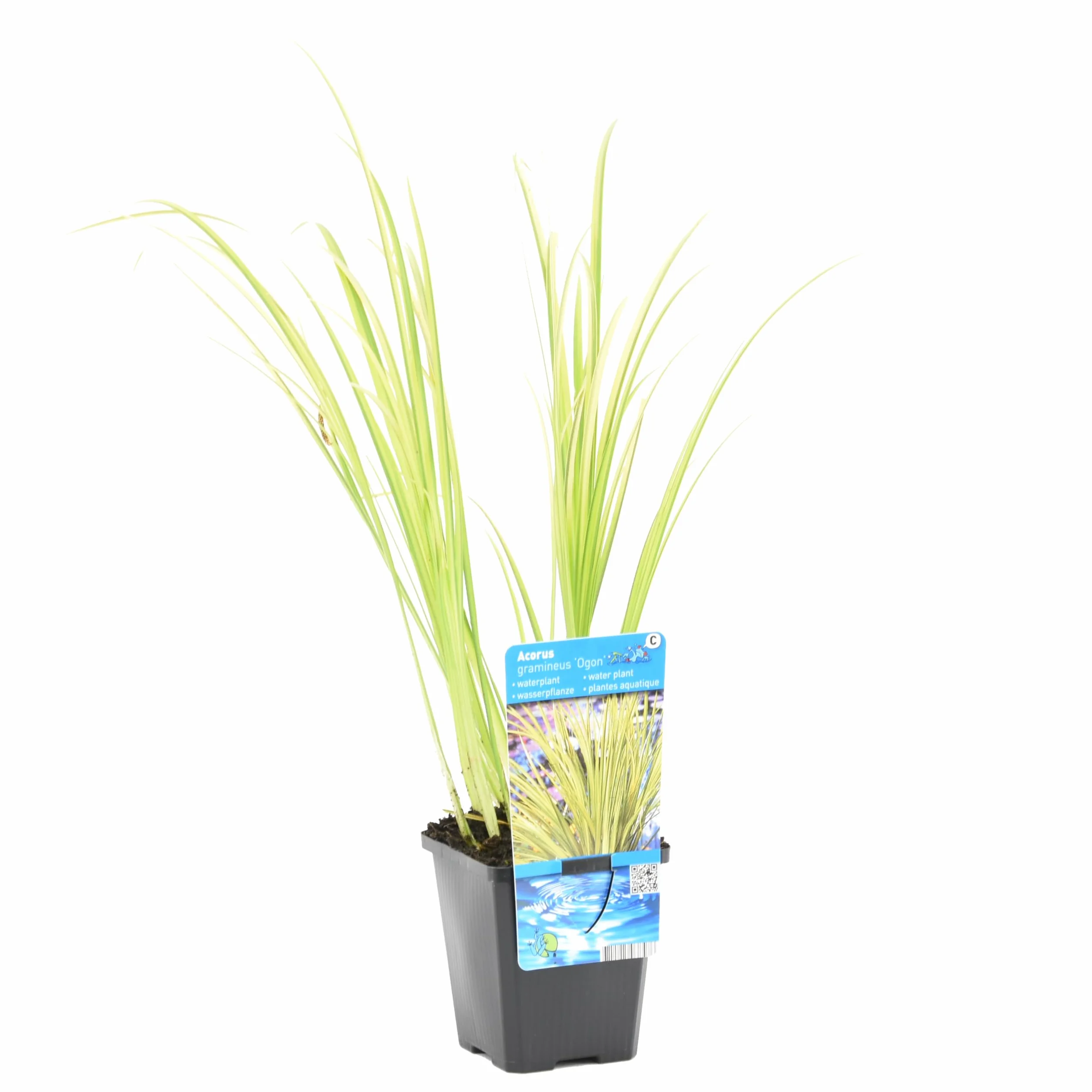 Bloomique - Acorus ‘Ogon’ - Cálamo enano - Plantas de estanque - Resistente al frío - Altura 10-20 cm - Maceta 9 cm