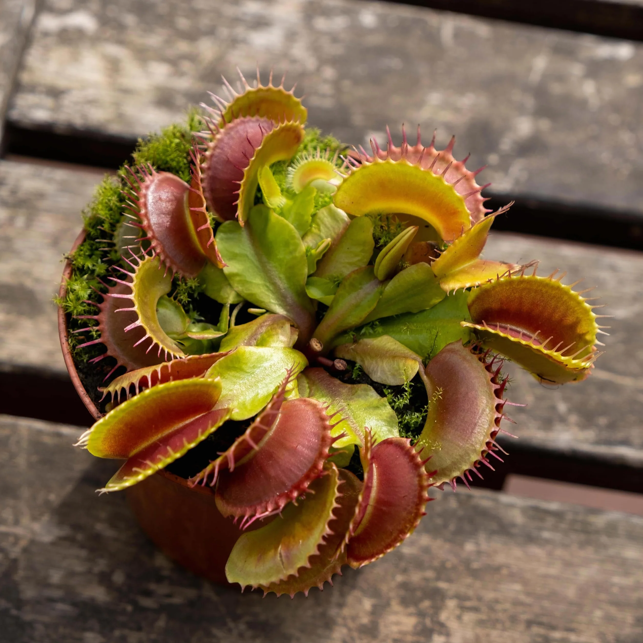 Verdecora Dionaea Muscipula - Venus atrapamoscas - Planta carnivora de interior en maceta de Ø10cm