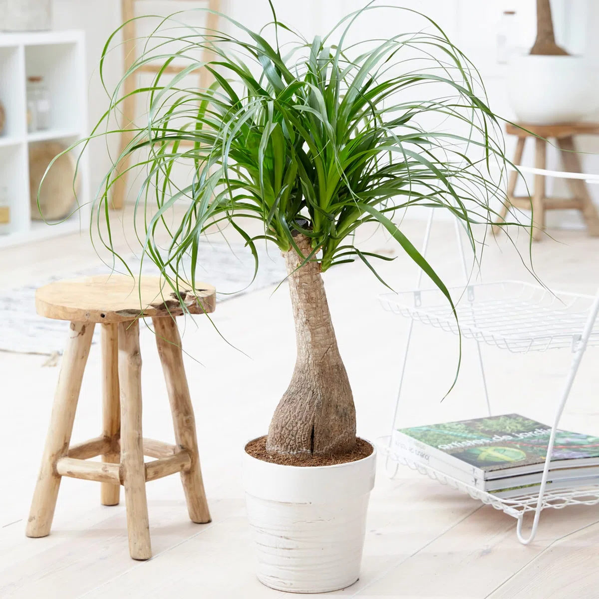 ardener's Dream - Pie de elefante para interior - Planta de interior tropical, plantas de interior de hoja perenne, grandes y reales (30-40 cm)