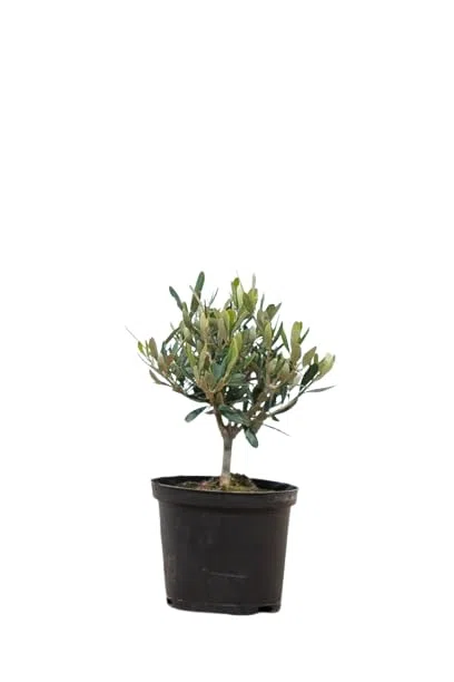 Olivo Natural Miniatura - Planta Viva - Árbol Enano Mediterráneo - Regalo Original y Sostenible