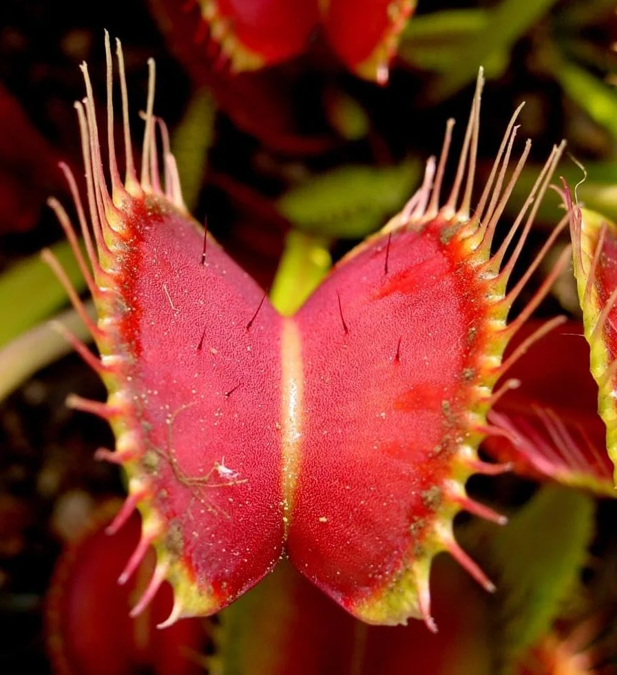 Verdecora Dionaea Muscipula - Venus atrapamoscas - Planta carnivora de interior en maceta de Ø10cm