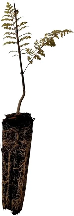 Planta natural Jacaranda Mimosifolia. 30 cm. Conocida por su impresionante floración violeta o azul en primavera