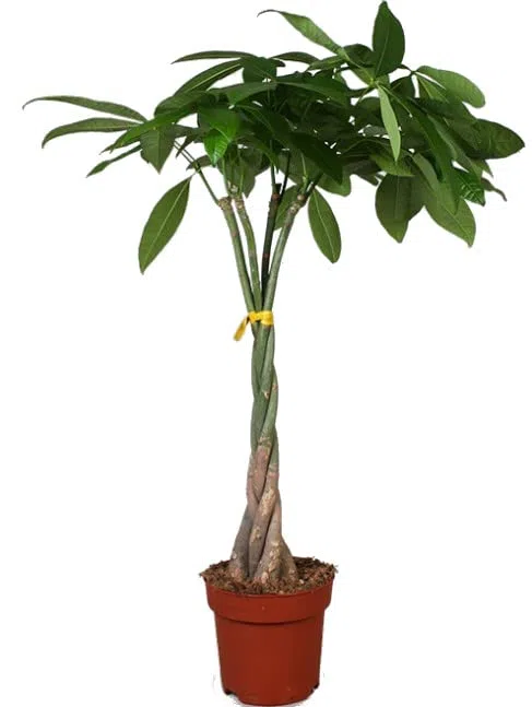 Planta Natural de Tronco Trenzado Conocida como Pachira Aquatica