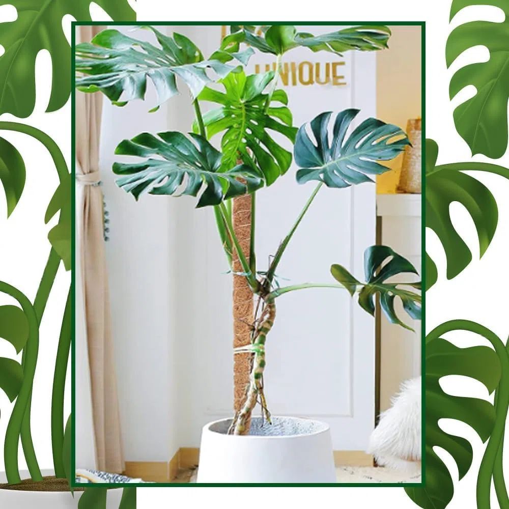 Poste de Musgo de 30 cm, 5 Piezas Tutores para Plantas Trepadoras Fibra de Coco Soporte para Plantas en Maceta, Postes Apilables para Plantas Trepadoras de Interior, Hiedra y Pothos