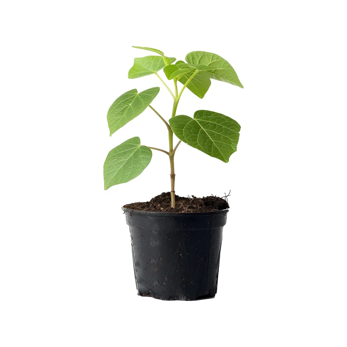 Paulownia Fortunei Planta Natural 50-70 cm con Maceta Plástico, Árbol Rápido Crecimiento, Ideal para Jardín, Terraza o Interior, Planta Ornamental y Purificadora de Aire. Paulownia Fortunei