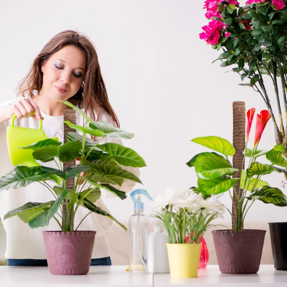 Poste de Musgo de 30 cm, 5 Piezas Tutores para Plantas Trepadoras Fibra de Coco Soporte para Plantas en Maceta, Postes Apilables para Plantas Trepadoras de Interior, Hiedra y Pothos