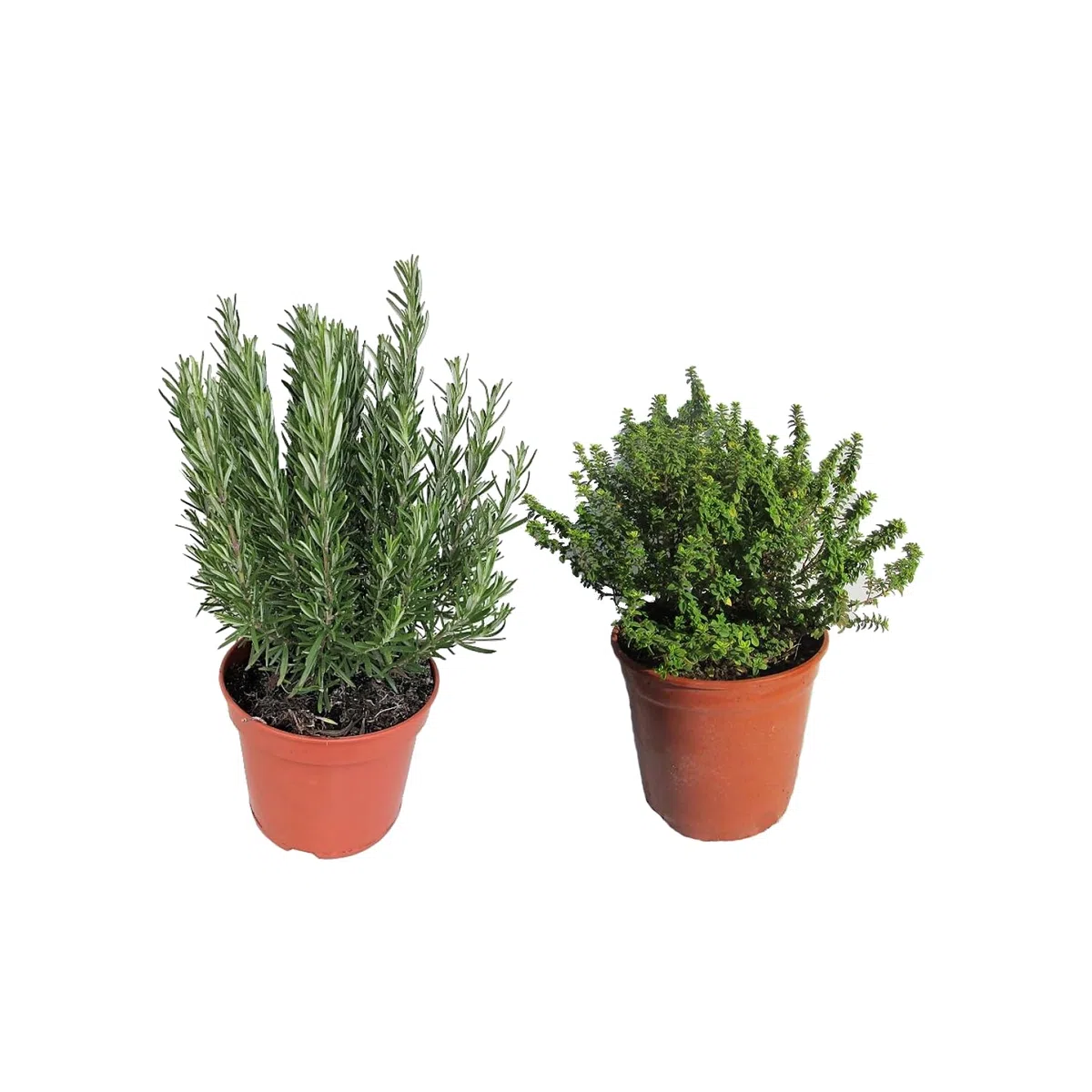 Set Plantas Aromáticas: Romero y Tomillo - Hierbas Naturales