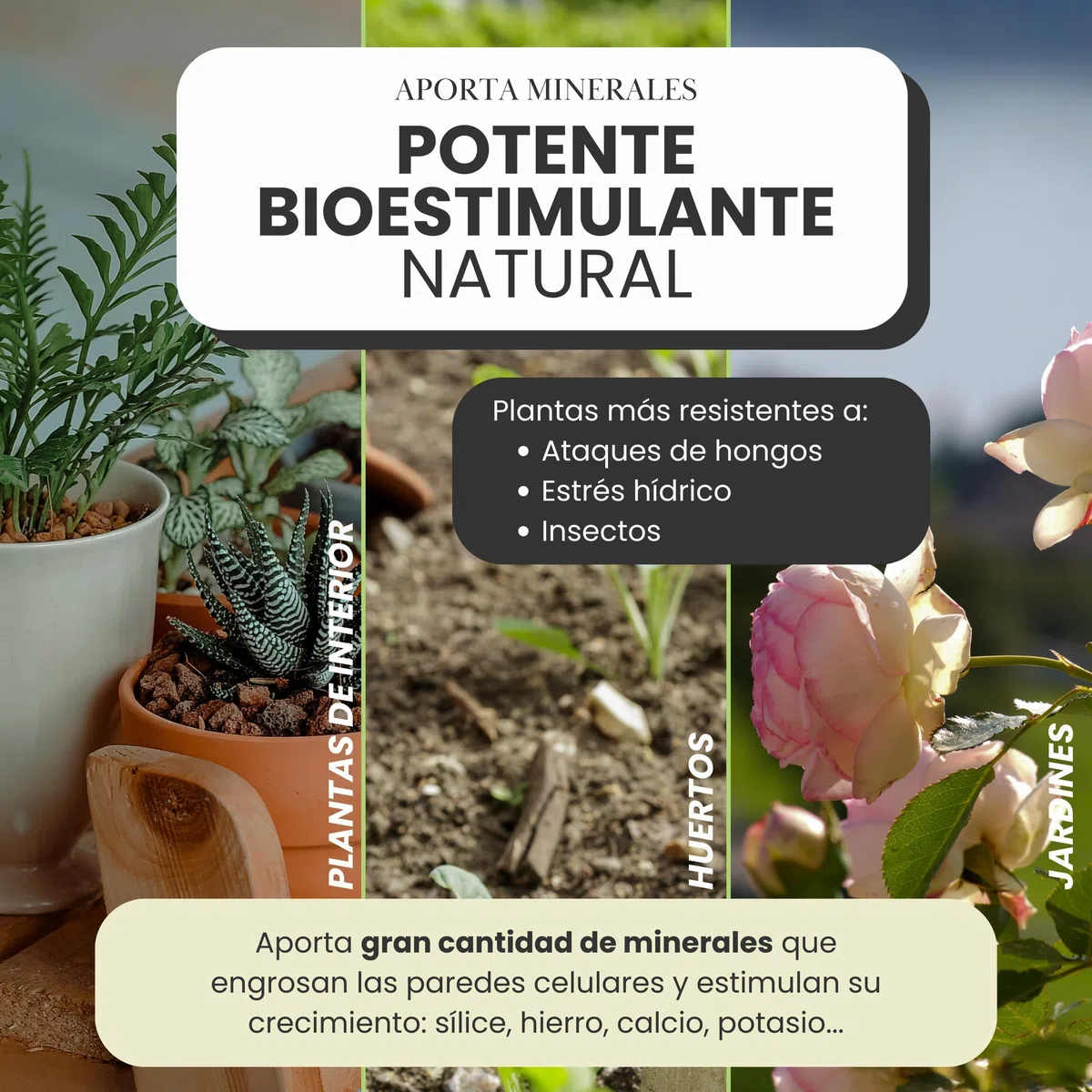 Cola de Caballo Fungicida 5L – Preventivo y Curativo para Plantas - Muy Concentrado 30ml/L – Bioestimulante Plantas de Interior y Huerto Urbano – Controla Hongos como Mildiu, Oídio (5L)
