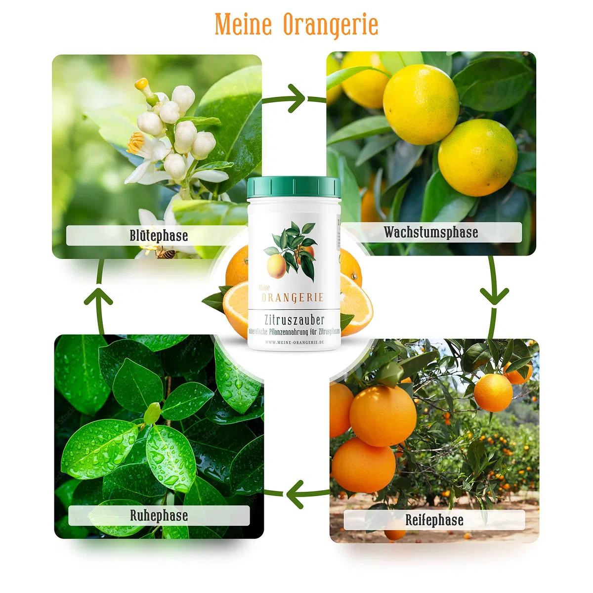 Meine Orangerie Fertilizante cítrico para todas las plantas cítricas [1 kg] – Abono para plantas premium – Fertilizante profesional cítrico para limonero, naranjo, lima y muchos más (1000 gramos)