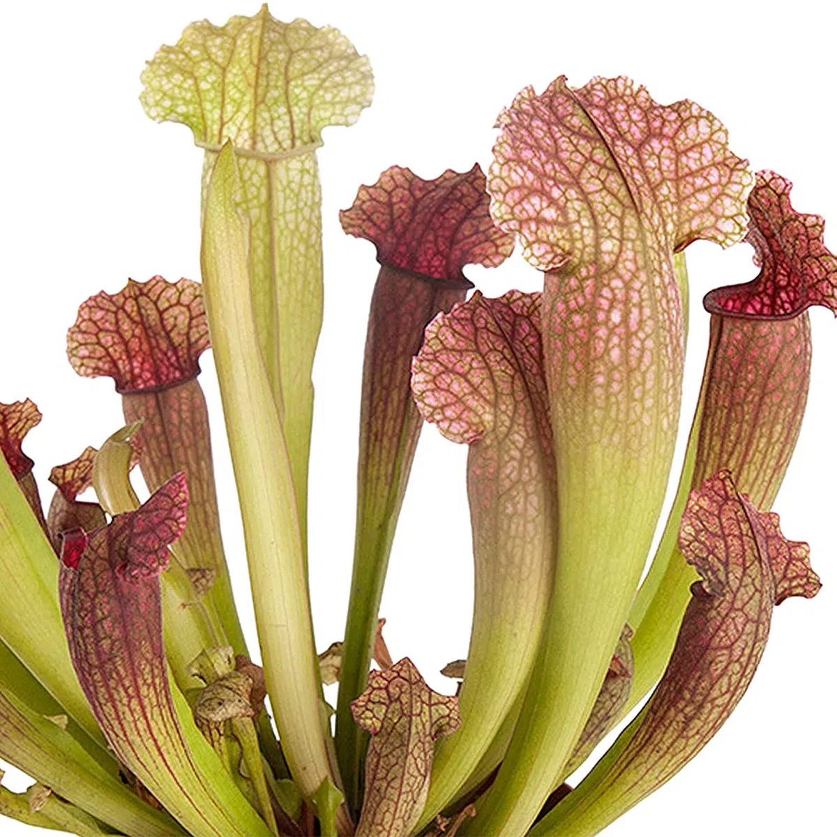 Planta Carnívora Sarracenia DECOALIVE de Interior y Exterior Planta Jarra