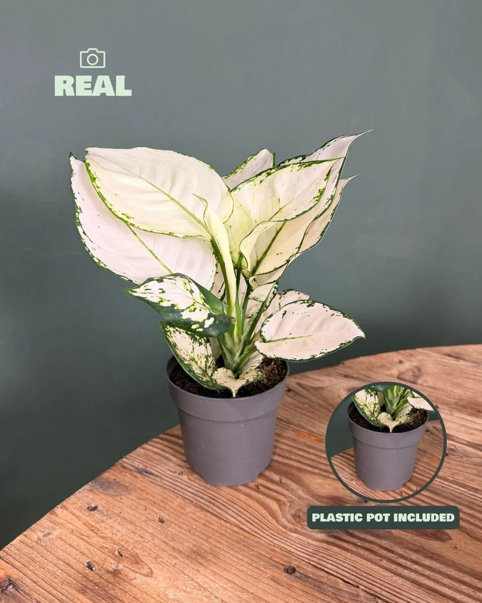 PUR PLANT Aglaonema White Joy | Planta de Interior Natural Decorativa | Hojas Blancas y Verdes | Maceta de Ø 12 cm