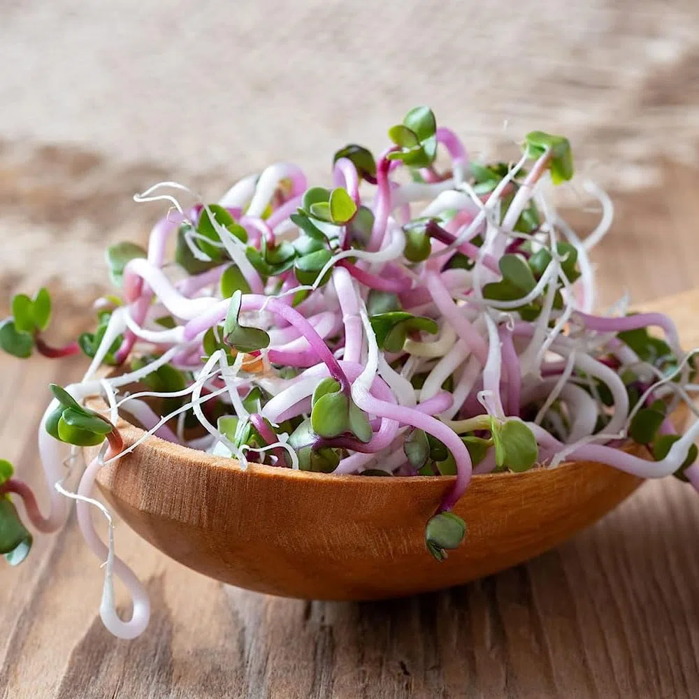 500 piezas semillas de brotes de rábano - plantas vegetales plantas jóvenes resistentes plantas en maceta brotes de semillas de rábano, semillas de brotes de germen,
