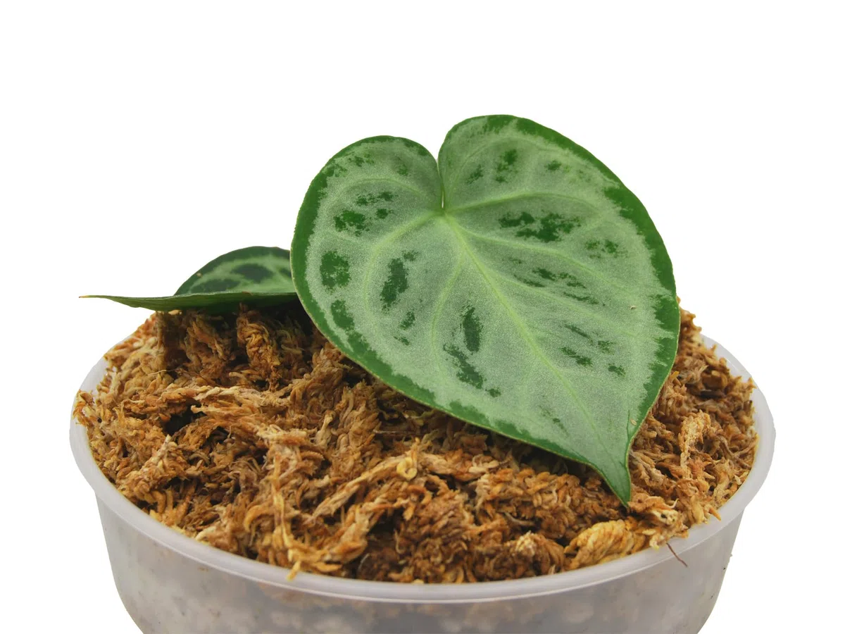 Pinaster Platinum - Musgo Sphagnum de Chile Humedo - Premium Sphagnum Moss - 5 litros - Sustrato Orquideas, Bonsais, Philodendron, Anthurium, Terrarios, Tutores de Musgo
