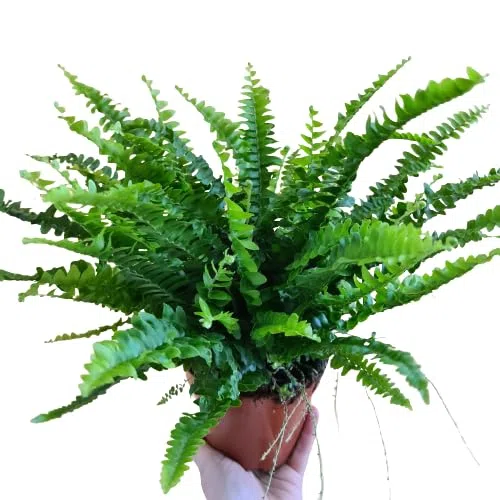 Helecho Común Natural Planta Colgante para un Jardín Encantador
